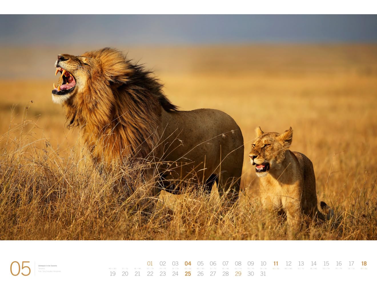 Afrika - Ackermann Gallery Kalender 2025, Wandkalender im Querformat (66x50 cm) - Großformat-Kalender / Hochwertiger Panorama-Kalender Tiere und Natur