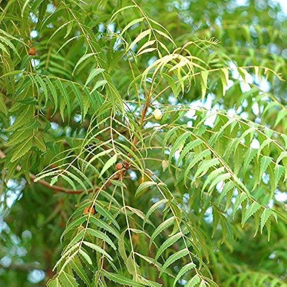 Neem Tree Live Medicinal Plant With Free Pot (Azadirachta indica) (B0C9D8333W) Amazon Price History, Amazon Price Tracker