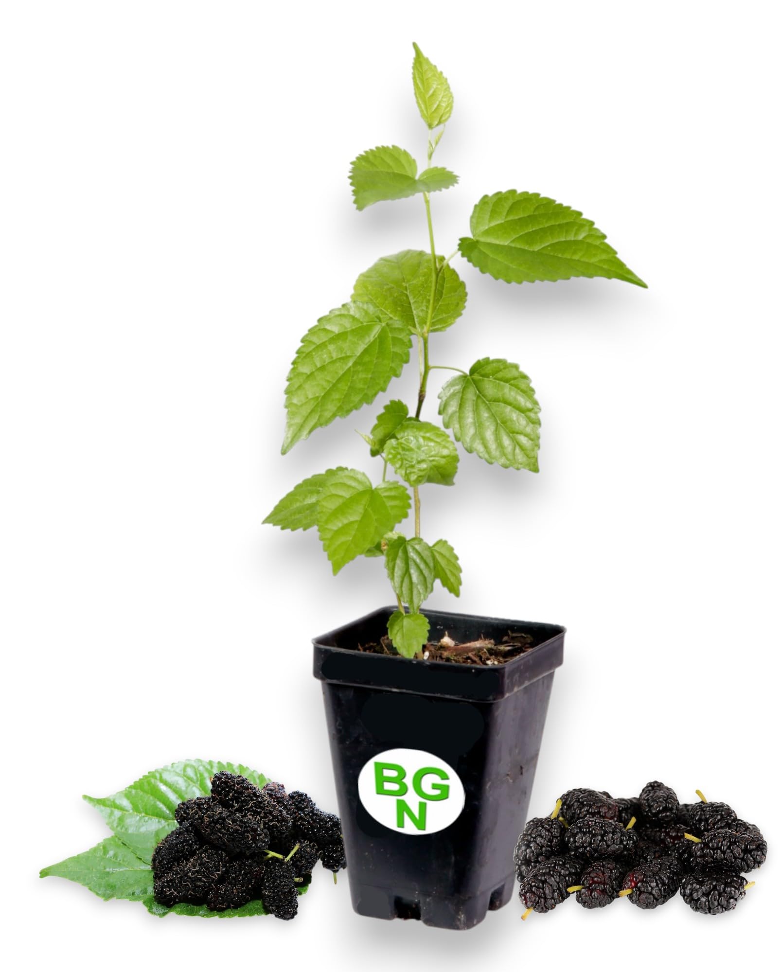 Dwarf Everbearing Mulberry Plant - Morus nigra - Live Plant