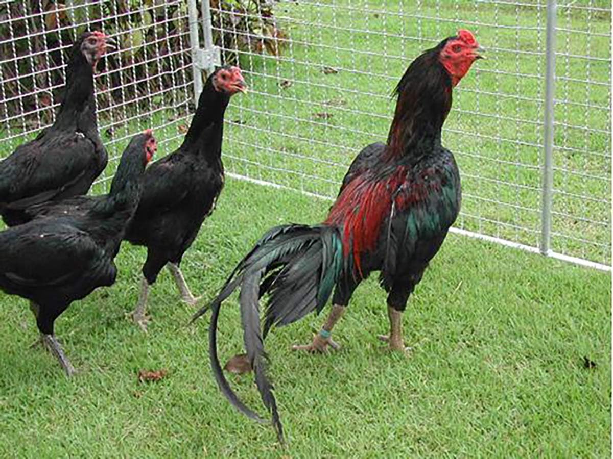 Thunder Rooster Booster Faster X3 New Formula 90 Capsules Whey Protein Vitamins Health Supplement Capsules Mixed Nourishing Chicken for Big Muscle & Mass Gain, Breeding, Healthy, Strong, Hen Feed