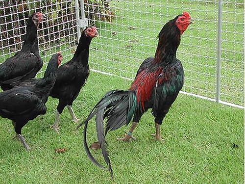 Miniatura 5 de Thunder Rooster Booster Faster X3 Nueva fórmula 90 cápsulas de proteína de suero Vitaminas Suplemento de salud Cápsulas de pollo nutritivo mixto