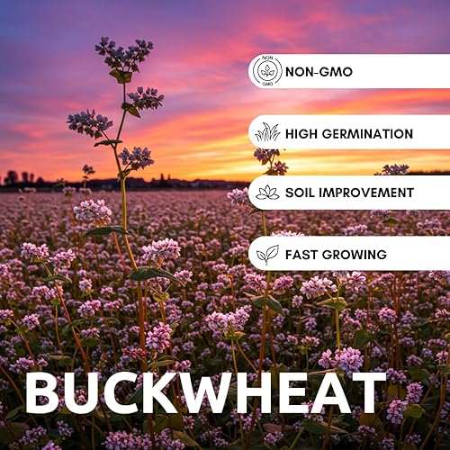Miniatura 2 de Semillas de trigo sarraceno para plantar cultivo de cobertura, grano, pasto de abejas, polinizador, semillas de vida silvestre (8 libras)
