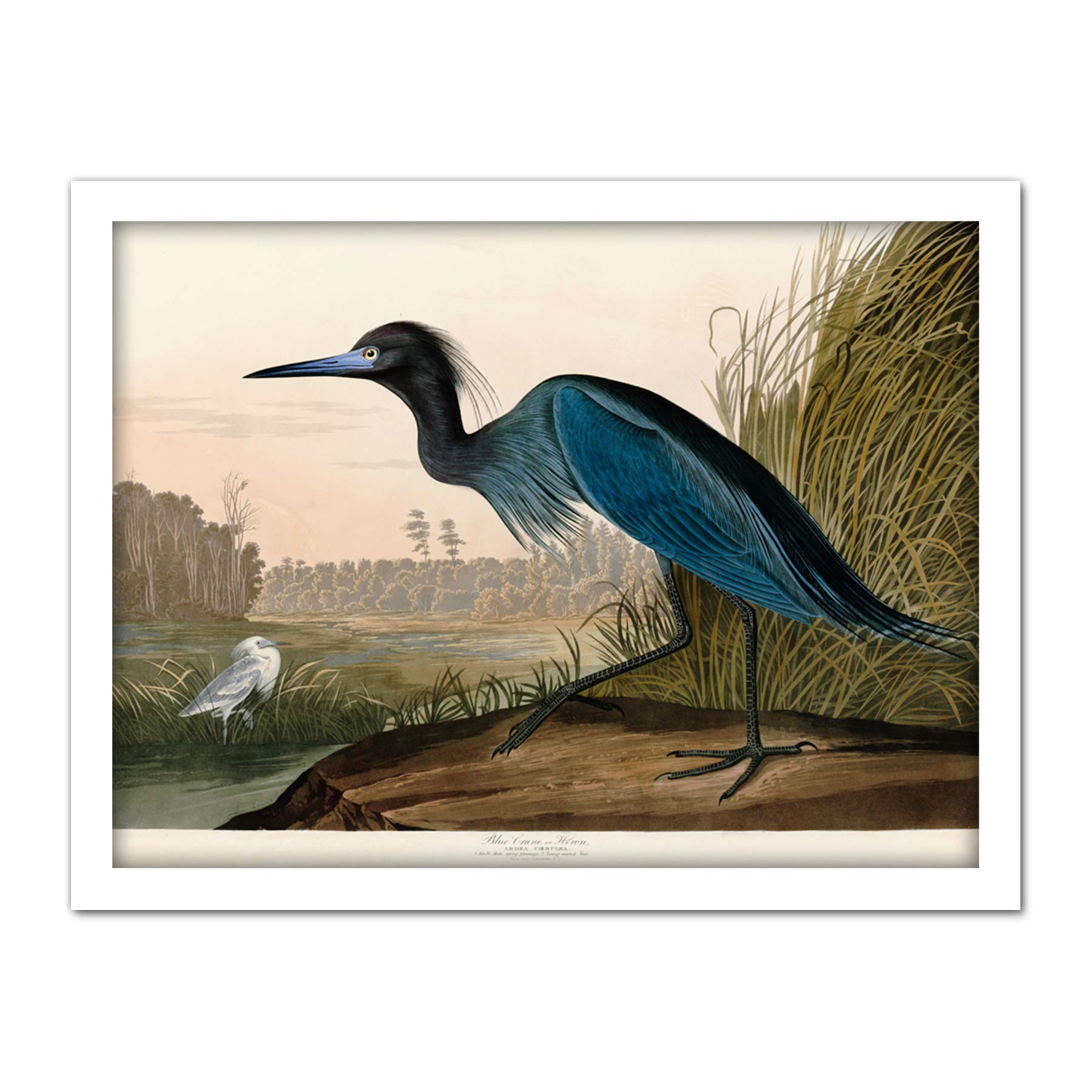 Artery8 Audubon Birds America Blue Crane Artwork Framed Wall Art Print 18X24 Inch