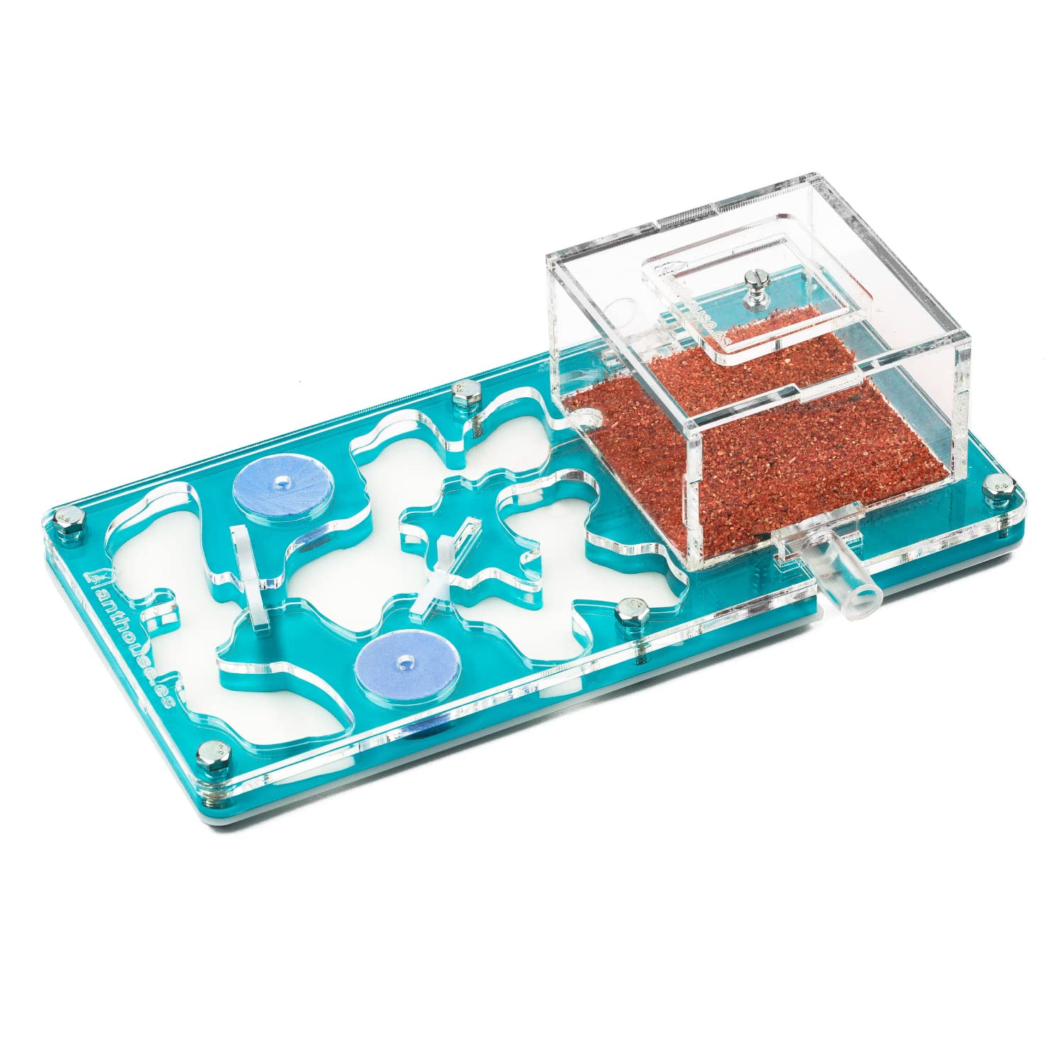 AntHouse.es - Hormiguero Acrílico Hori-Acri 10x20x1,3 cm | Sistema de Humedad por Espuma | Azul Celeste| Hormigas Incluidas