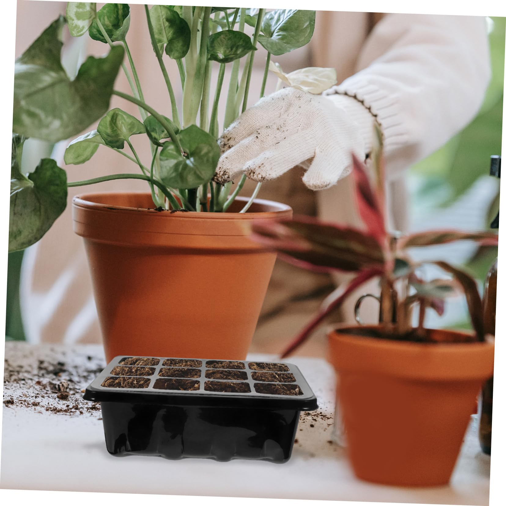 Yardwe 3 Juegos Caja De Plántulas Semillas Planta Bandeja De Inicio para El Hogar Bandeja De Inicio De 12 Agujeros Bandejas De Cultivo De Hortalizas Bandejas De Cultivo De Invernadero