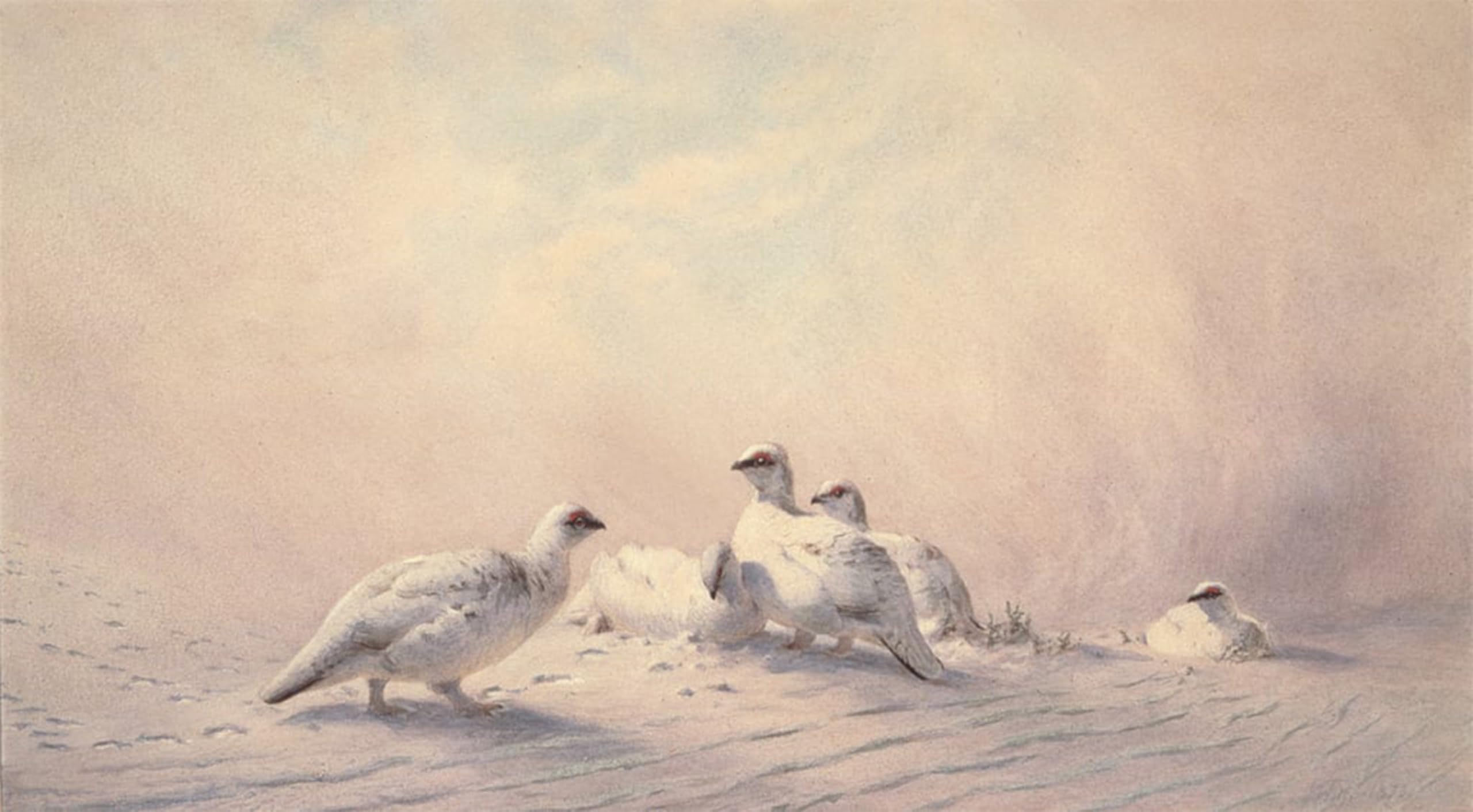 Artxlxxbn No Frame Famous Art Print Poster Vintage Wall Art Ptarmigan Winter By Wolf Canvas Art Poster For Home Decor 60X90cm