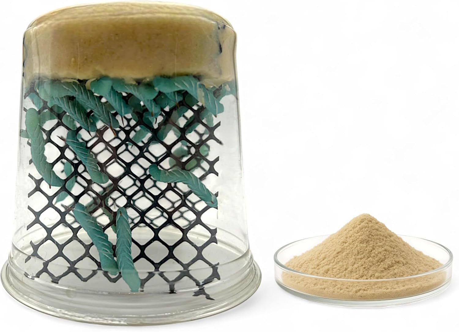 Premium Hornworm Habitat – 26-35+ Count per Cup | Nutrient-Rich Feed for Bearded Dragons, Geckos & Other Reptiles | Free 1oz Powdered Chow Included