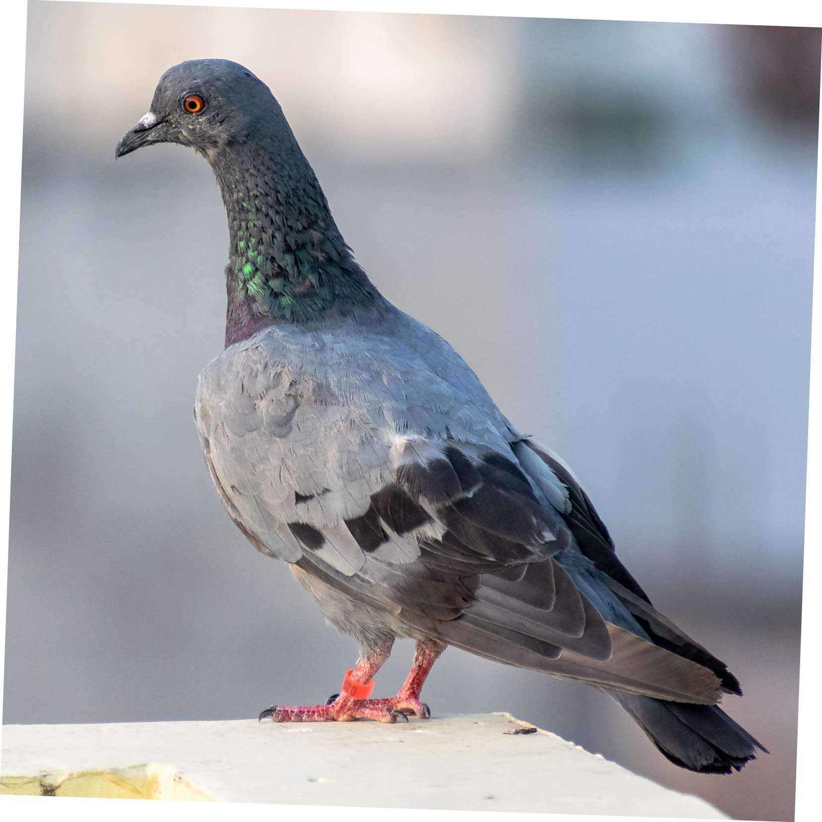 GALPADA Plastic Pigeon Foot Ring 100pcs Chicken Leg Bands Pet Bird Leg Bands Numbered Tags