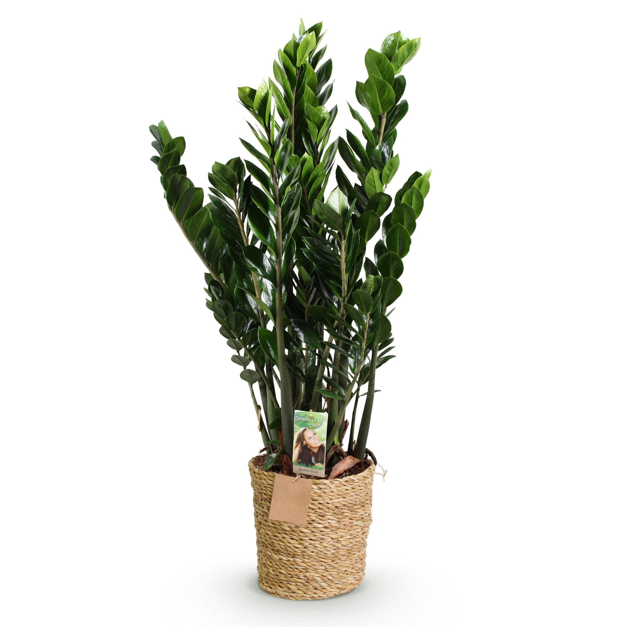 Green boutiQ - Plantes d'intérieur - Zamioculcas - Plante ZZ - Peu d'entretien - avec panier - Vert - 1 Plante - Pot 21cm - Hauteur 80-90cm