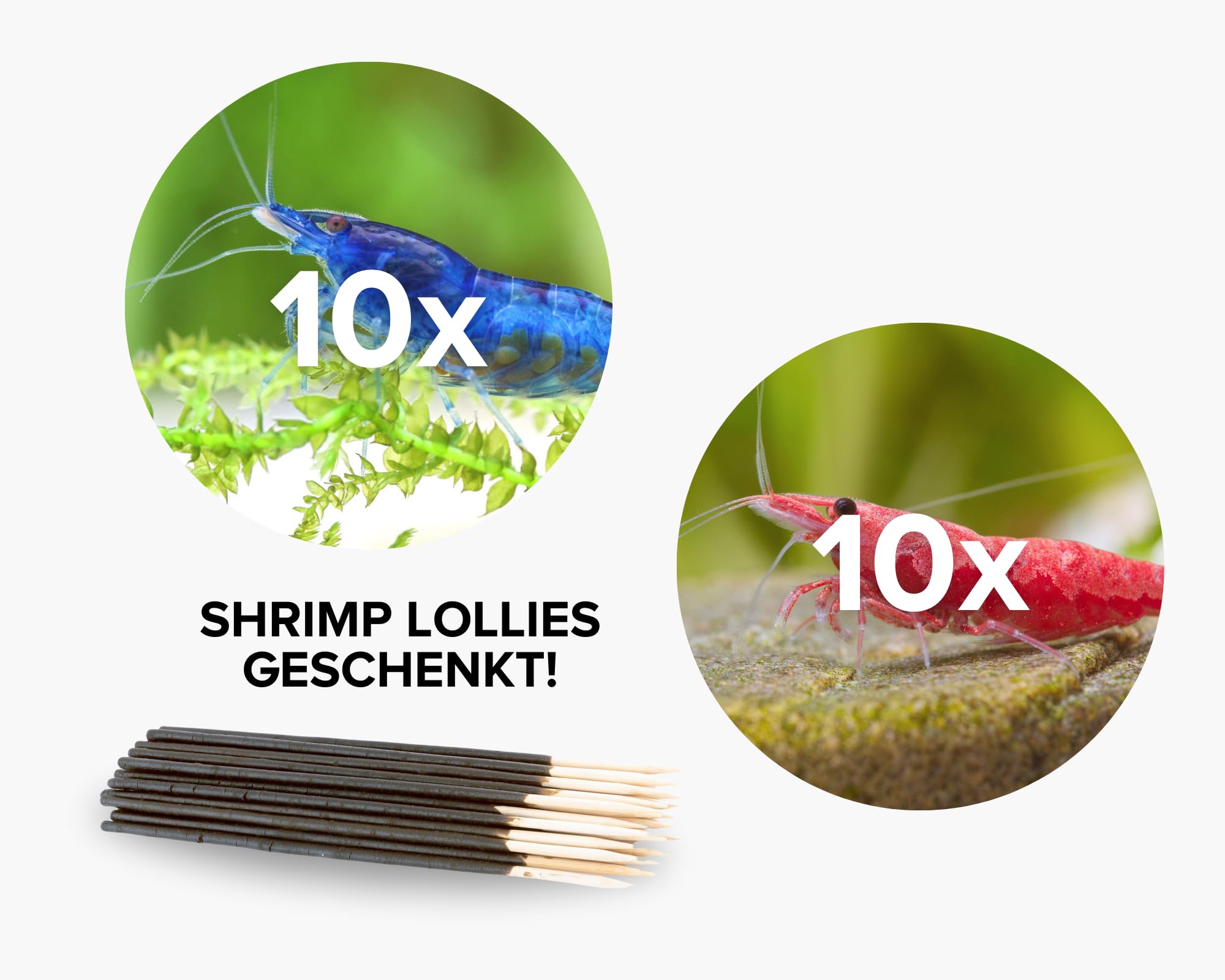 Neocaridina Garnelen Paket | Neocaridina Garnelen für Süßwasser Aquarium | 8 x Shrimp Lollies geschenkt | Red Sakura & Blue Dream Garnele