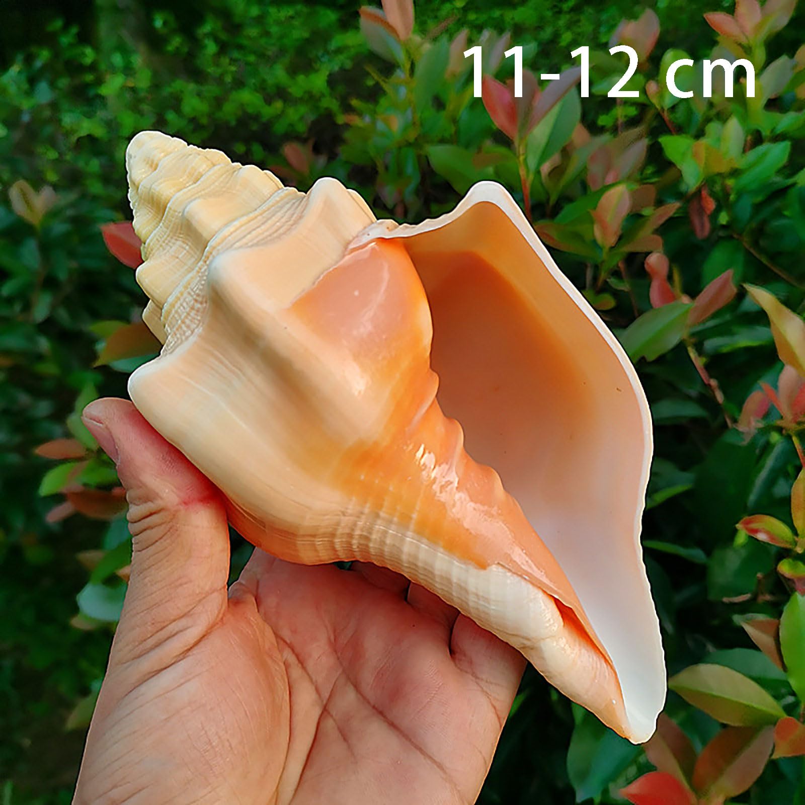 Natürliche Muscheln, Natürlicher Strand, mittelgroße bis große Muscheln(Onecolor)