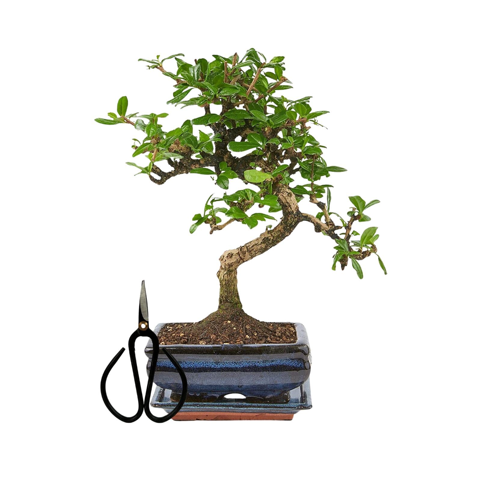 Bonsai Baum mit Keramik Blumentopf ca. 25-35cm hoch, Untersetzer und Schere - Bonsai-Geschenkset - (15 cm Schale ca. 7 Jahre, Bonsai Chinese Carmona)
