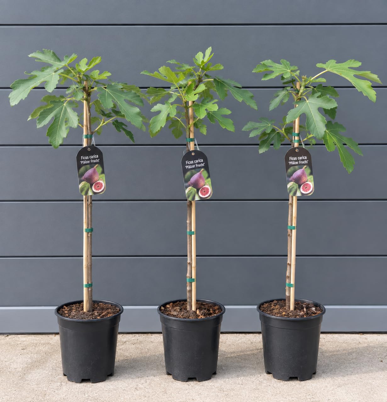 Ficus carica 'Dotato' - weiße Frucht -18°C - Pflanze 70-100cm - Feigenbaum