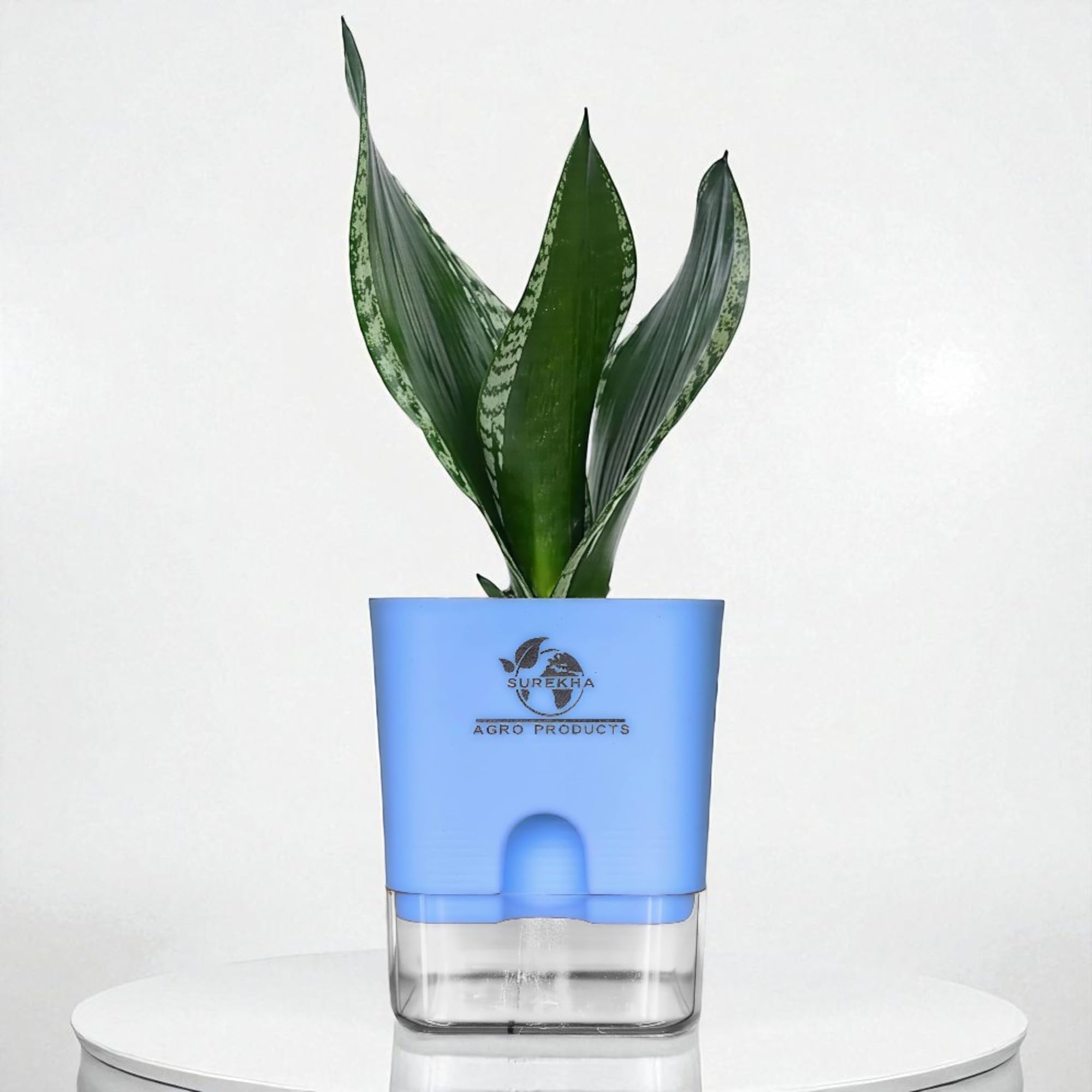 Surekha Snake Plant (Sansevieria Whitney) | Good Luck Snake Plant With Self-Watering Pot | Office Desk Balcony | Indoor live Plants For Bedroom | Perfect Indoor Plants With Pots (Blue)-image-7
