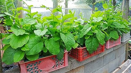 Golden Bloom Hybrid Giant Malabar Spinach Seeds Poi Ka Saag Basella Alba Round Leaf Vining Green Plant Ceylon Spinach, Vine Spinach, Spinach Leaf Vegetable Seed Pack Of - 2000 Seeds (Pack Of 2000)