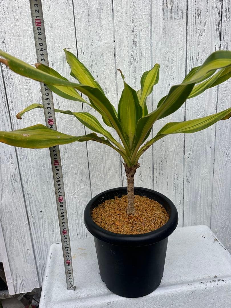 Amazon｜丈夫な観葉植物 ドラセナ マッサンゲアナ｜観葉植物