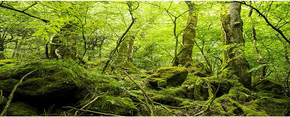 72x18 inches Durable Polyester Deep Rainforest Terrarium Background Tropical Aquarium Background Green Huge Trees Peaceful Forest Moss Plants Reptile Habitat Photography Backdrop