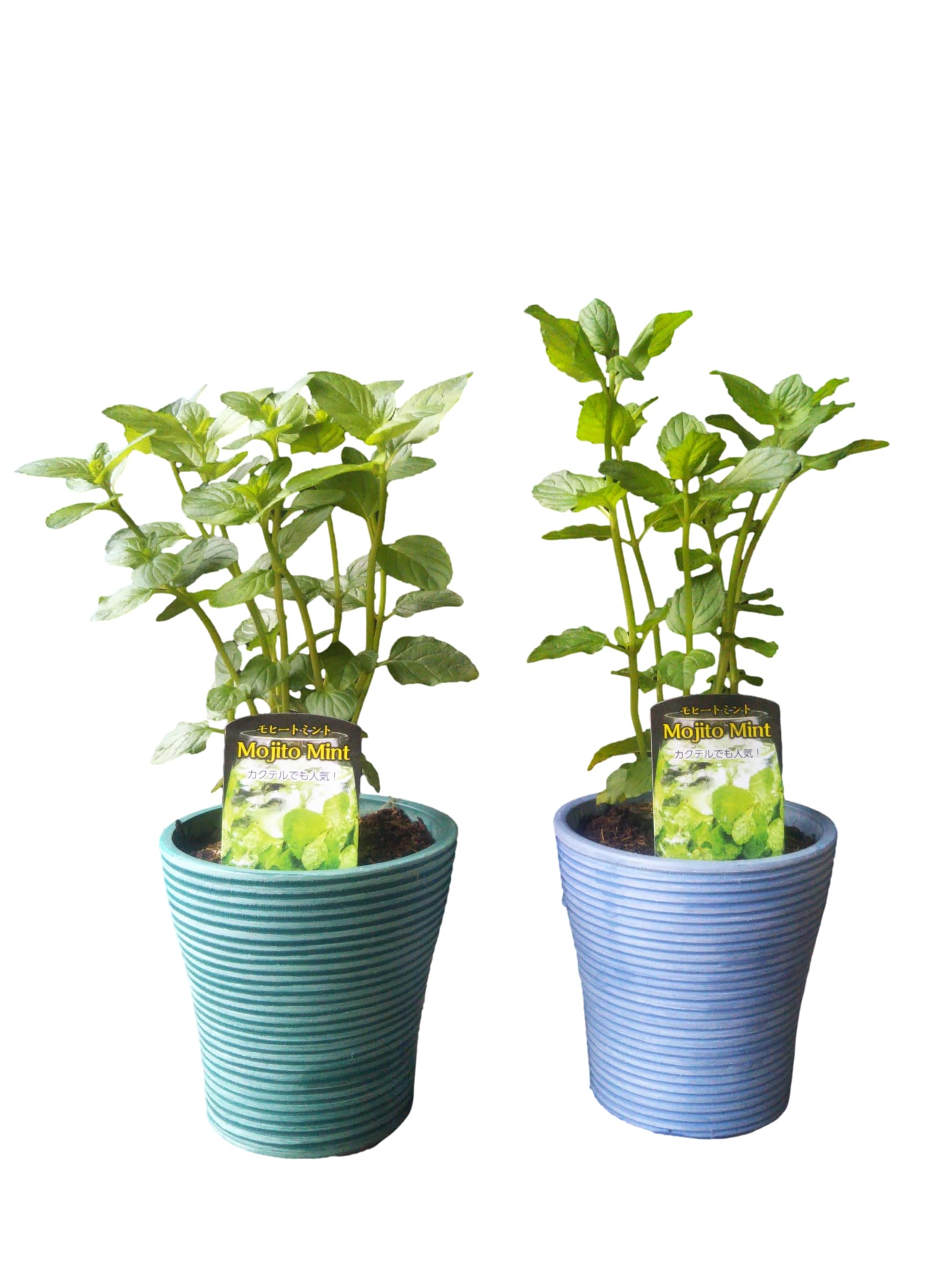 Amazon.co.jp: キッチンハーブ 【 モヒートミント 鉢植え 4号 2個