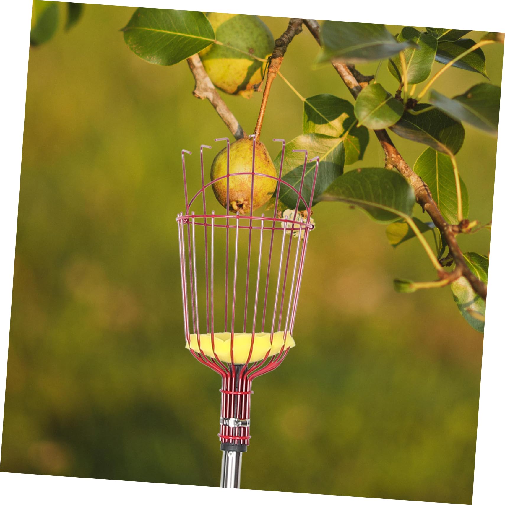 1.6m Cueille-Fruits Extensible avec Panier pour Fruits Perche à Fruits Réglable pour Cueillette Facile