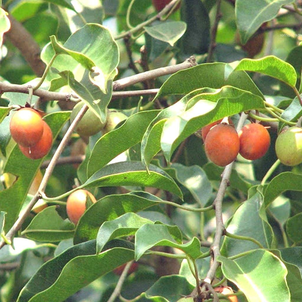 See full amazon price history chart for Ohhsome Rare Bullet Wood Tree Mimusops Elengi Medicinal 1 Healthy Live Plant (Healthy Plant) Ohhsome Rare Bullet Wood Tree Mimusops Elengi Medicinal 1 Healthy Live Plant (Healthy Plant) (B09HN5K8NF) Amazon Price History, Amazon Price Tracker