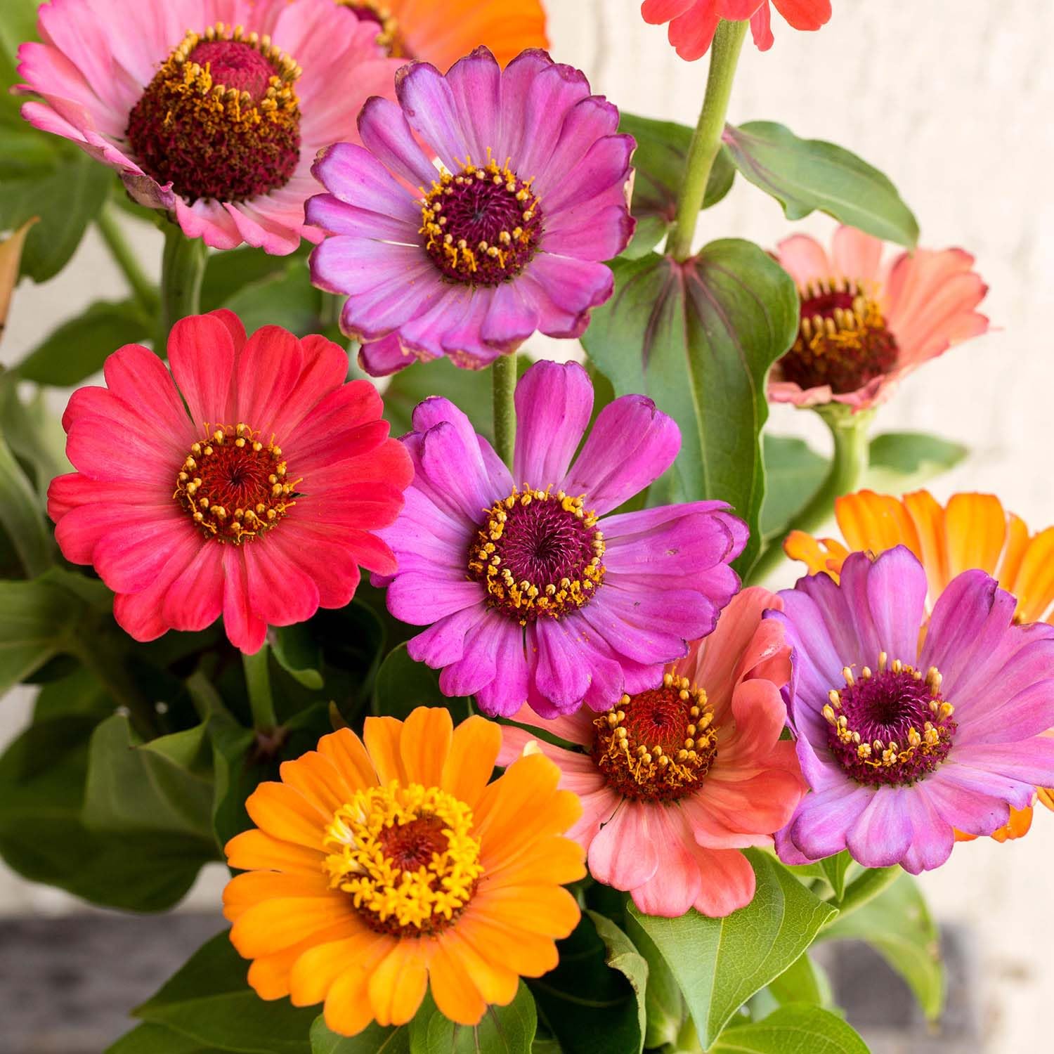 Marshalls Garden Zinnia Seeds Forecast 130 Seeds, Zinnia elegans Summer Annual