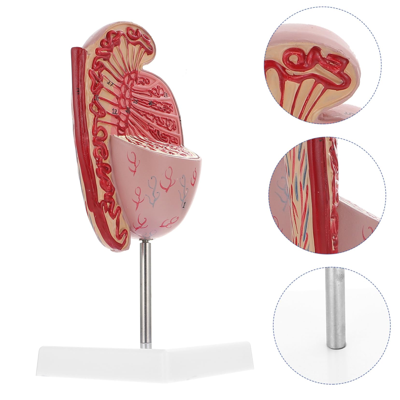 Männliches Anatomiemodell Flexibles Lehrmittel Für Humanorgane Material Realistische Details Für Anatomieunterricht Und Ausbildung Für Schüler Und Interessierte