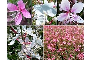100+ Gaura lindheimeri Flower Seeds White & Pink Gaura Whirling Butterflies Summer Breeze Seeds