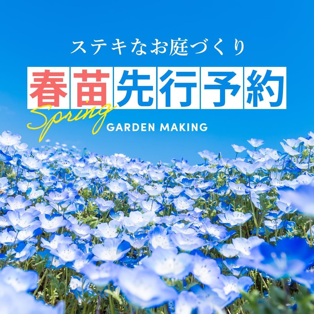 Amazon.co.jp: 苗 ネモフィラ ブルーベリーアイズ 5鉢セット 3 Amazon.co.jp: 苗 ネモフィラ ブルーベリーアイズ 5鉢セット 3