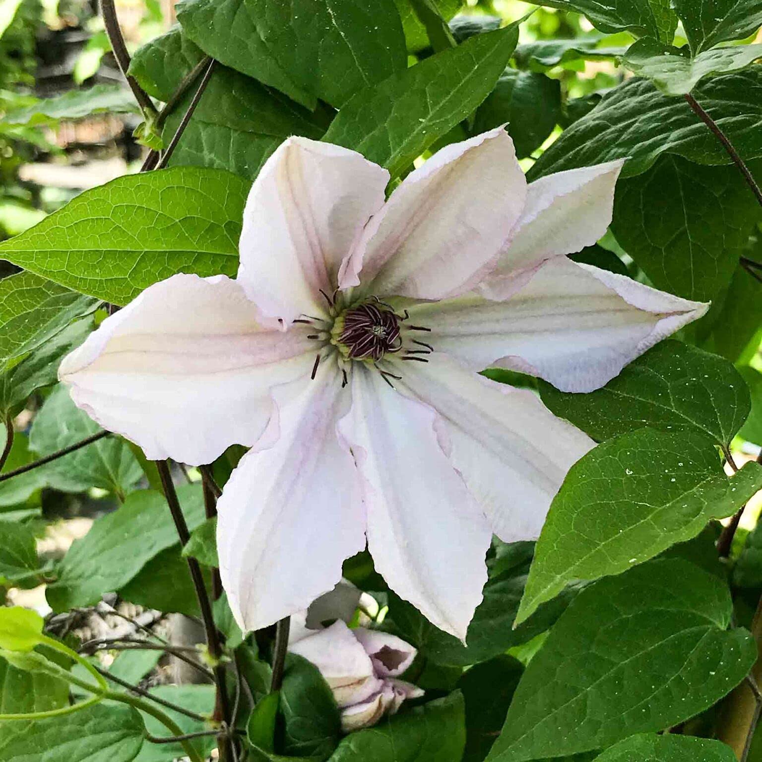 Amazon.com : Clematis John Paul II - Live Plant in a 4 Inch