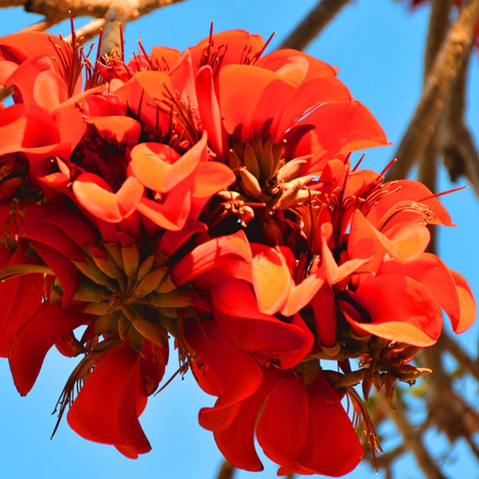 Plant World Seeds - Erythrina Caffra Seeds (Exotic Tree & Shrub Seeds)