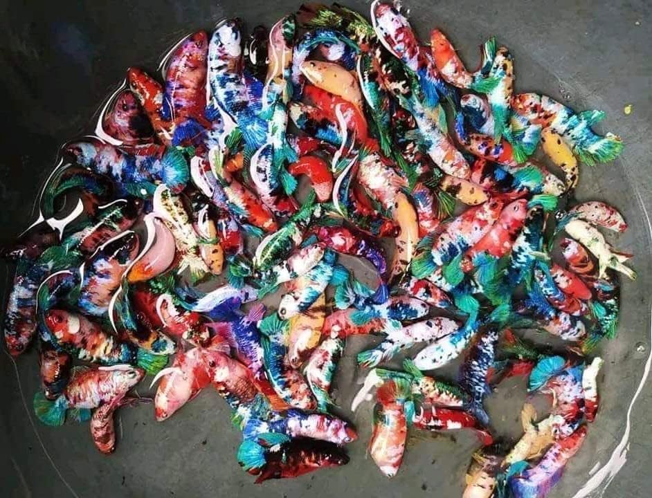 D&A Tropical Koi Galaxy Betta - Assorted Color, Female, Freshwater - Perfect for Pond, Tank, or Aquarium