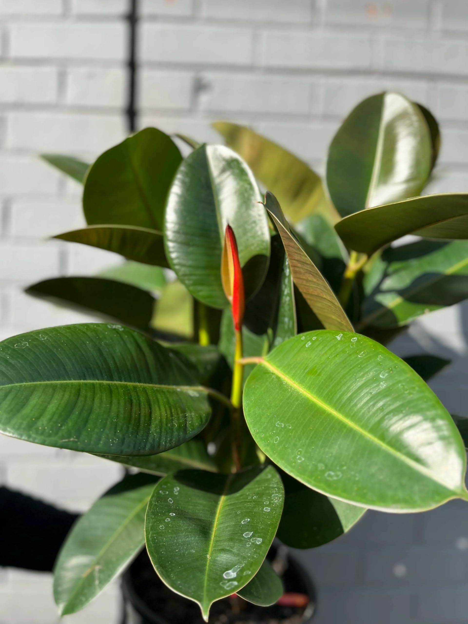 Ficus Elastica Live Plant | Rubber Tree Indoor Plant | Low Maintenance Air Cleaning Plant for Home, Office, Bedroom & Living Room Décor-image-30
