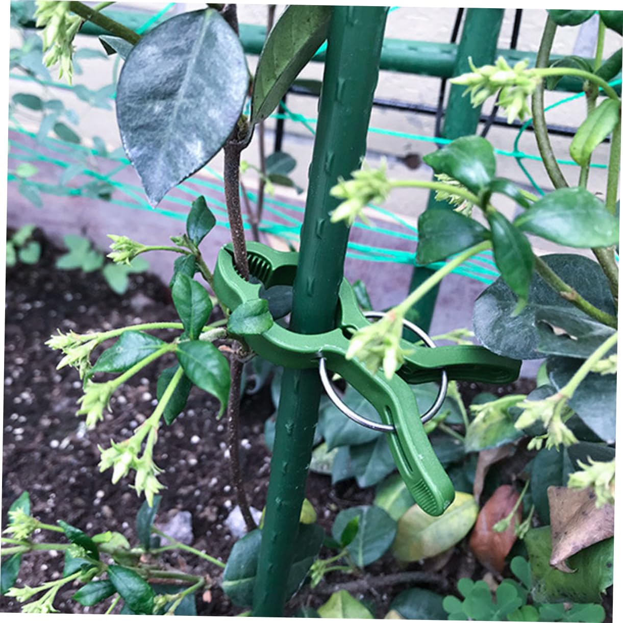 60 Pezzi Clip per Piante in Plastica Clip di Fissaggio per Vite per Pomodori Morsetto da Giardino Morsetto per Orchidee Forniture da Giardino
