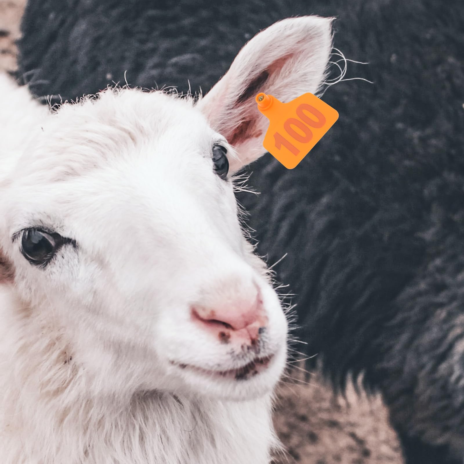 100 Etichette Auricolari Per Animali - Verde, Per Bestiame, Pecore, Capre E Conigli - Foto 9