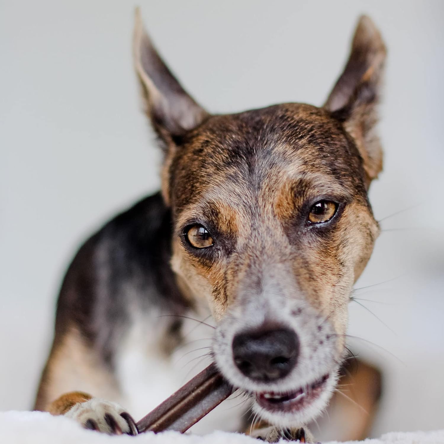 Bellfor Cuidado dental natural para perros – Varillas de cuidado dental para perros – Palos para el cuidado dental contra el mal aliento, placa y sarro. Huesos sin cereales para perros – 126 unidades,