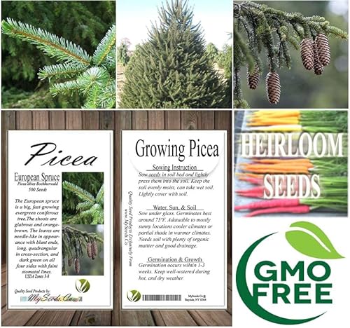 Picea Abies Boehmerwald (European Spruce) Tree Seed, Needle-Like Leaves With Blunt Ends, Cones Are Pendulous, Green To Violet And Turn Silvery-Brown, You Choose The Quantity (1 Pack) #TOP6