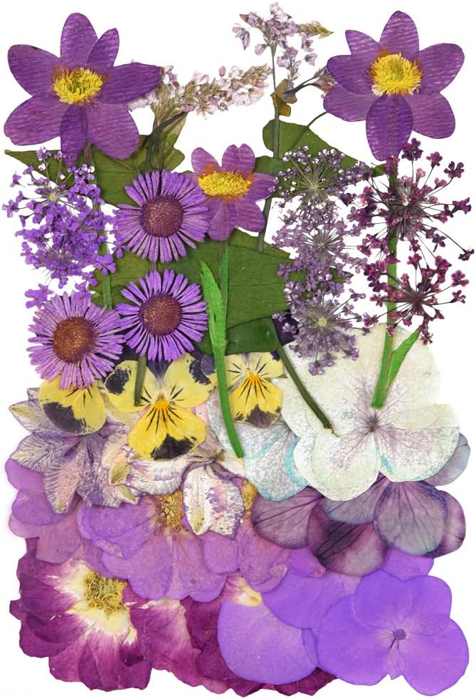 Natural Dried Flowers Mixed Multi-Color Pressed Flower Mini Rose Hydrangea Daisy for Art Craft DIY Resin Nail Art Floral Decors (Purple)