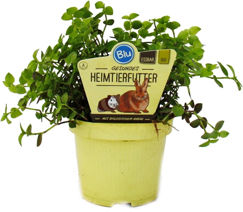 Callisia repens Golliwoog