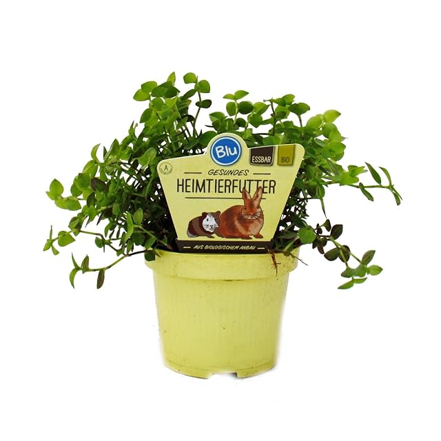 Feeding plant for pets - Callisia repens
