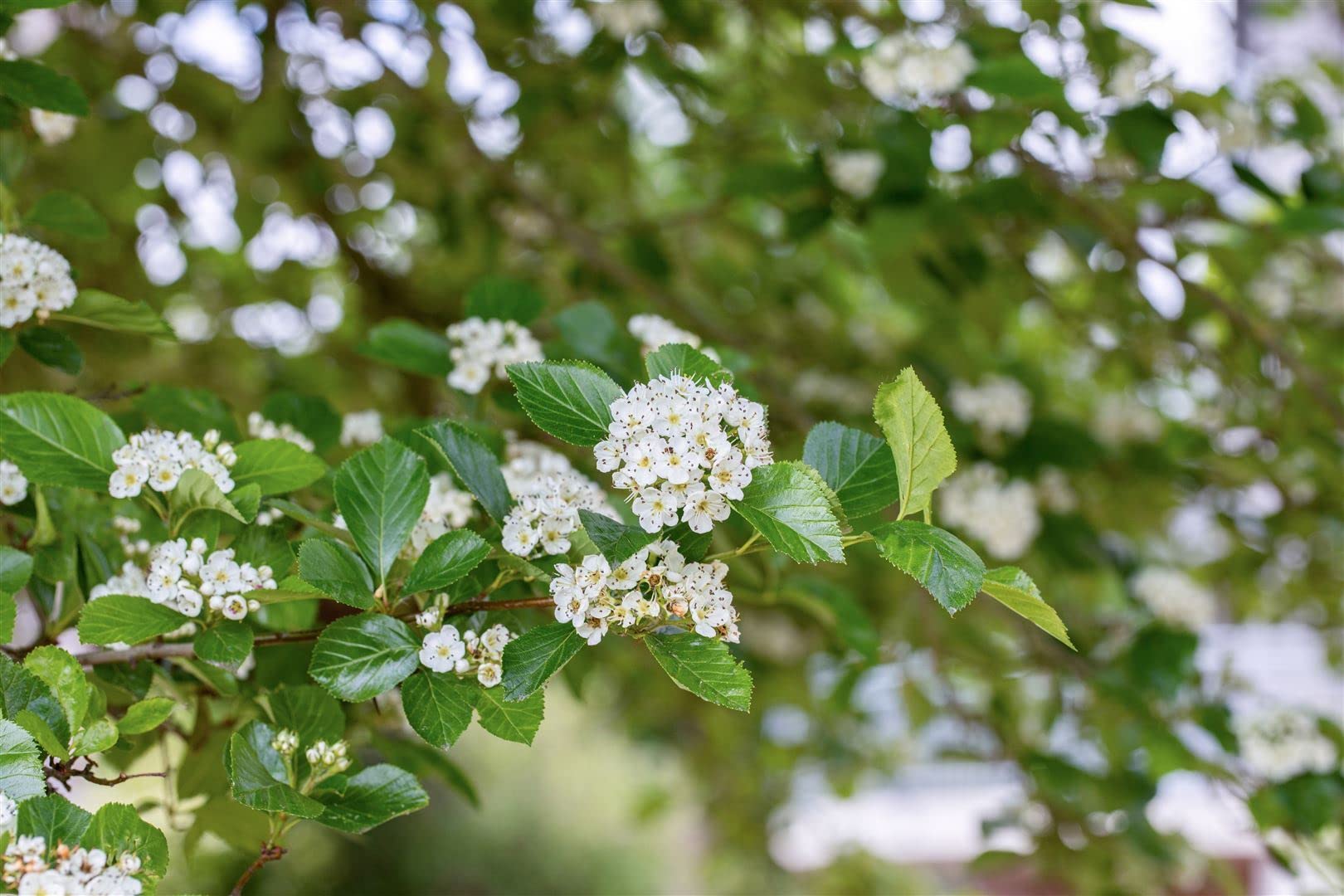 Lederblättriger Weißdorn Crataegus lavallei Carrierei 60-100 cm winterhart