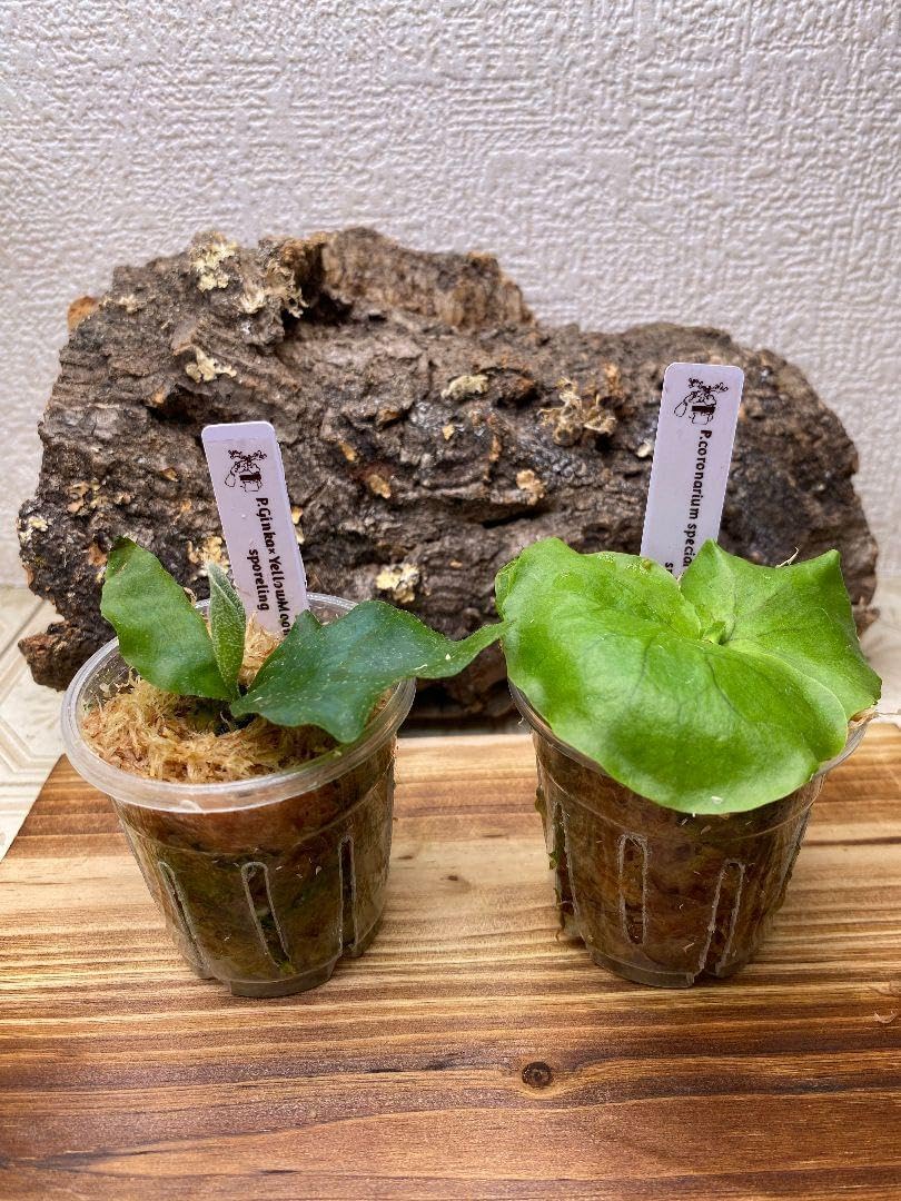 ビカクシダ 2株セット 胞子培養 小苗 ビカクシダ 胞子培養 セット