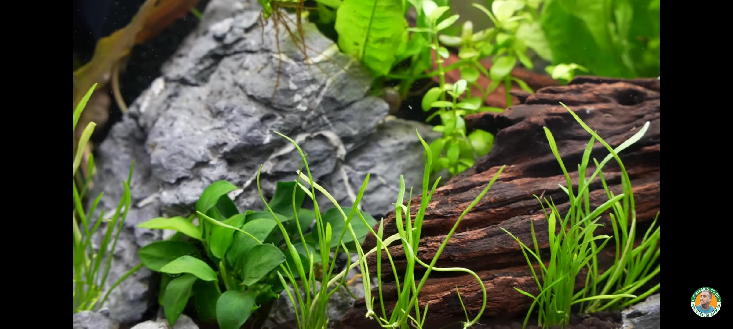 Amazon Premium Planted Aquarium Soil | Safe Substrate for Aquatic Plants | (Amazon Soil, 1L) 3