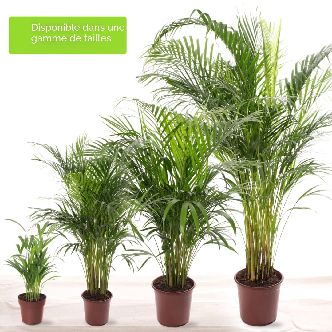 Gardener's Dream Areca Palme (palmier à fruits dorés) Plantes d'intérieur à feuilles persistantes, grandes et authentiques, plantes avec pot de 90 à 100 cm.