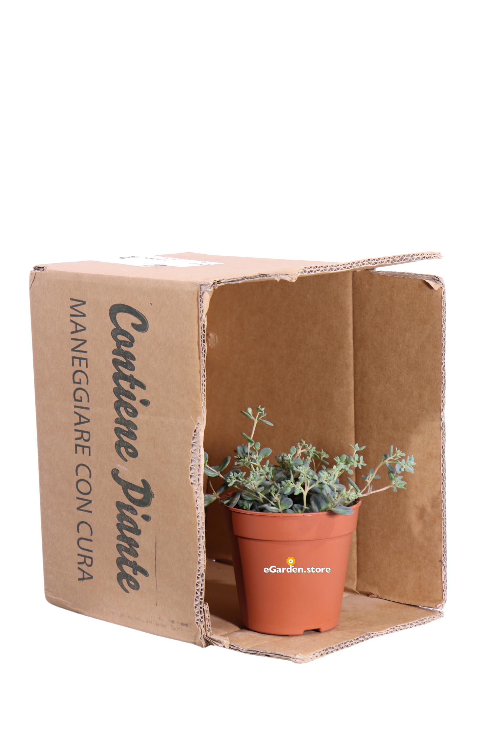 Pianta di Sedum Sieboldii Mediovariegatum pianta di Erba Teresina pianta da esterno pianta di Sedum Siboldii variegato ornamentale pianta ricadente pianta vera venduta da eGarden.store