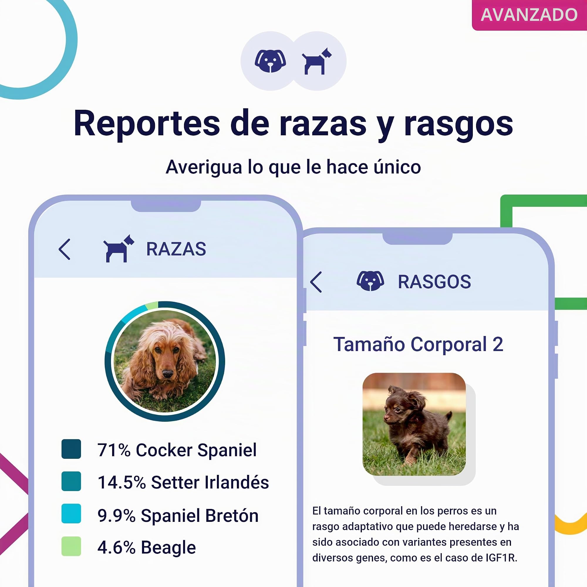Koko Genetics test ADN perros Advanced (+175 reportes de razas, salud y rasgos). Actualizaciones sin coste