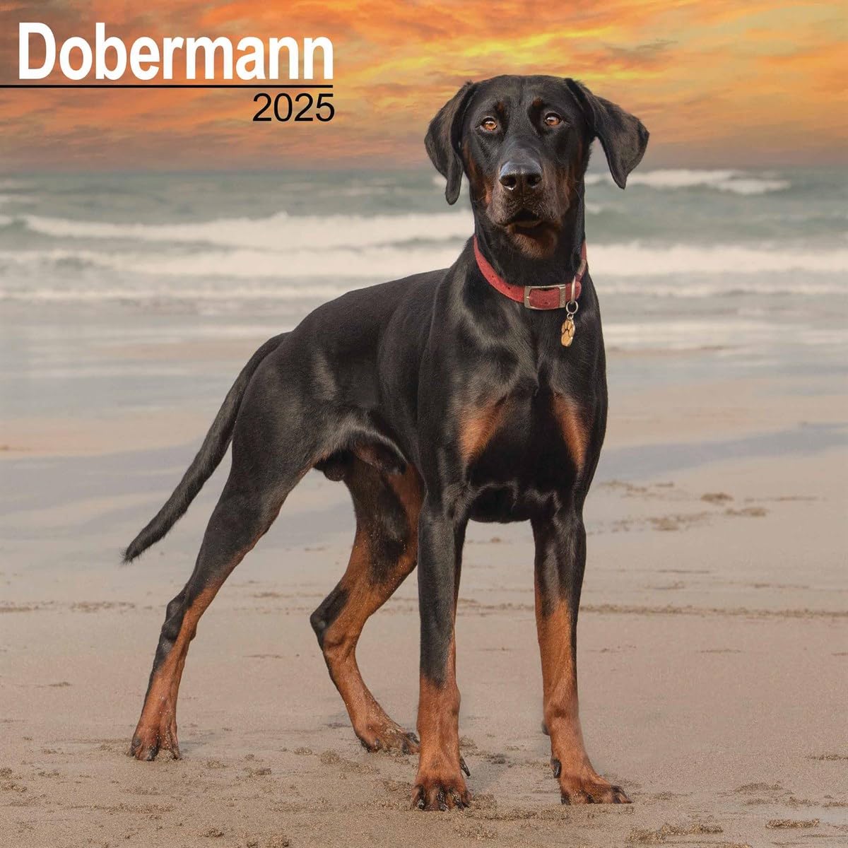 Dobermann (Euro) 2025 Square Wall Calendar | Dog Breed Calendar