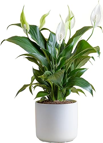 Miniatura 5 de Costa Farms Árbol del dinero y planta viva de lirio de la paz