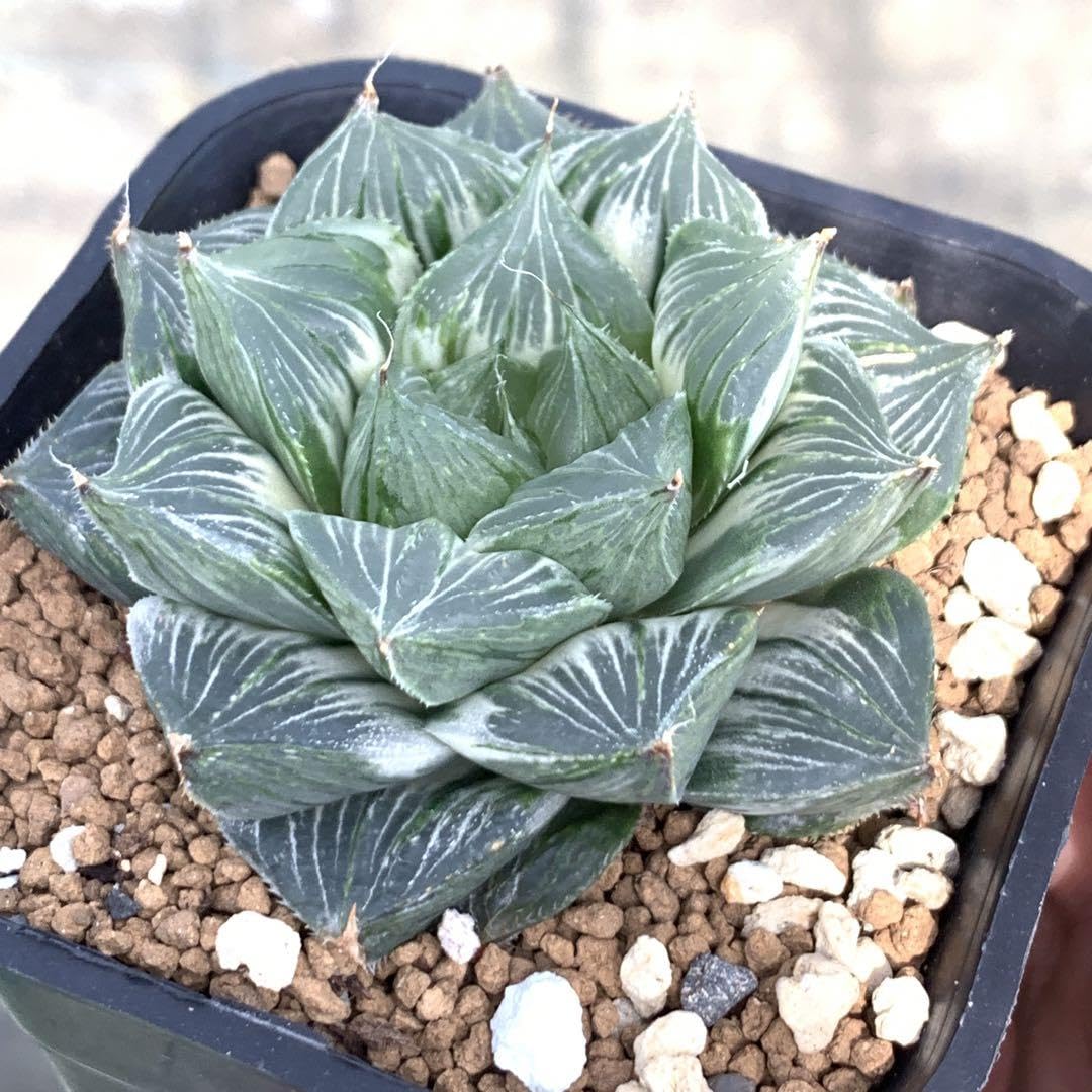Amazon.co.jp: 多肉植物 ハオルチア 三仙寿錦 大株 : ホビー