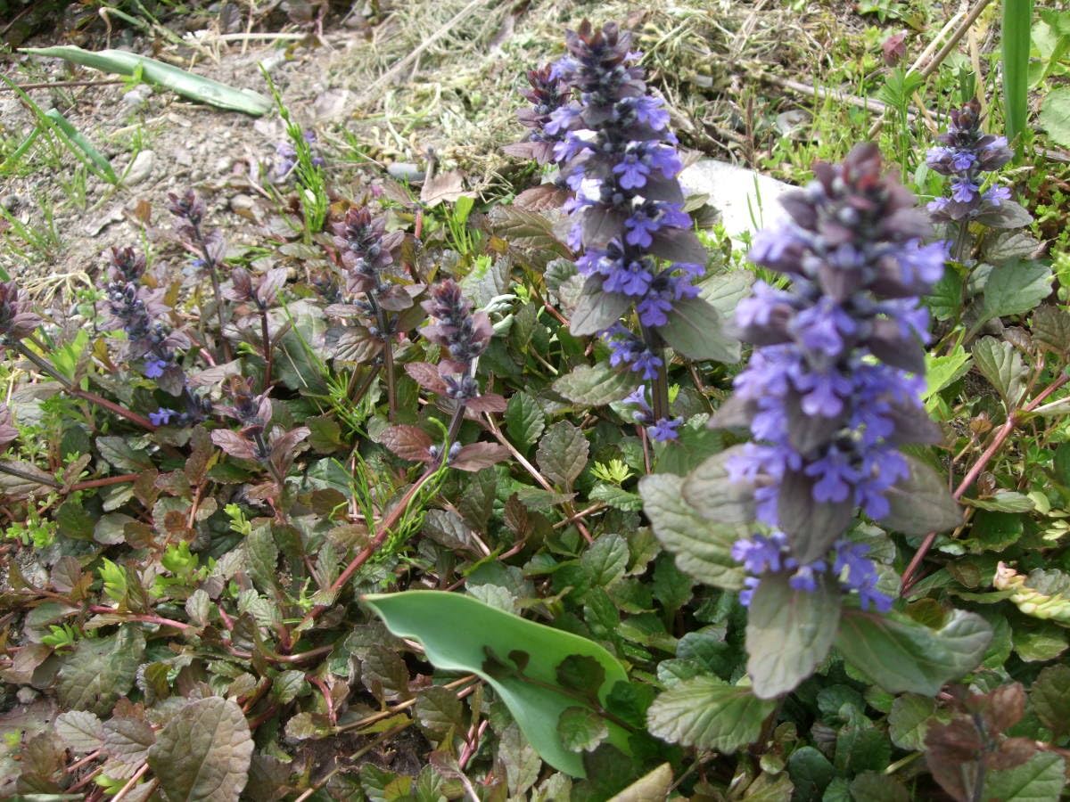 Amazon.co.jp: アシュガの抜き苗10株②ジュウニヒトエ 多年草 花