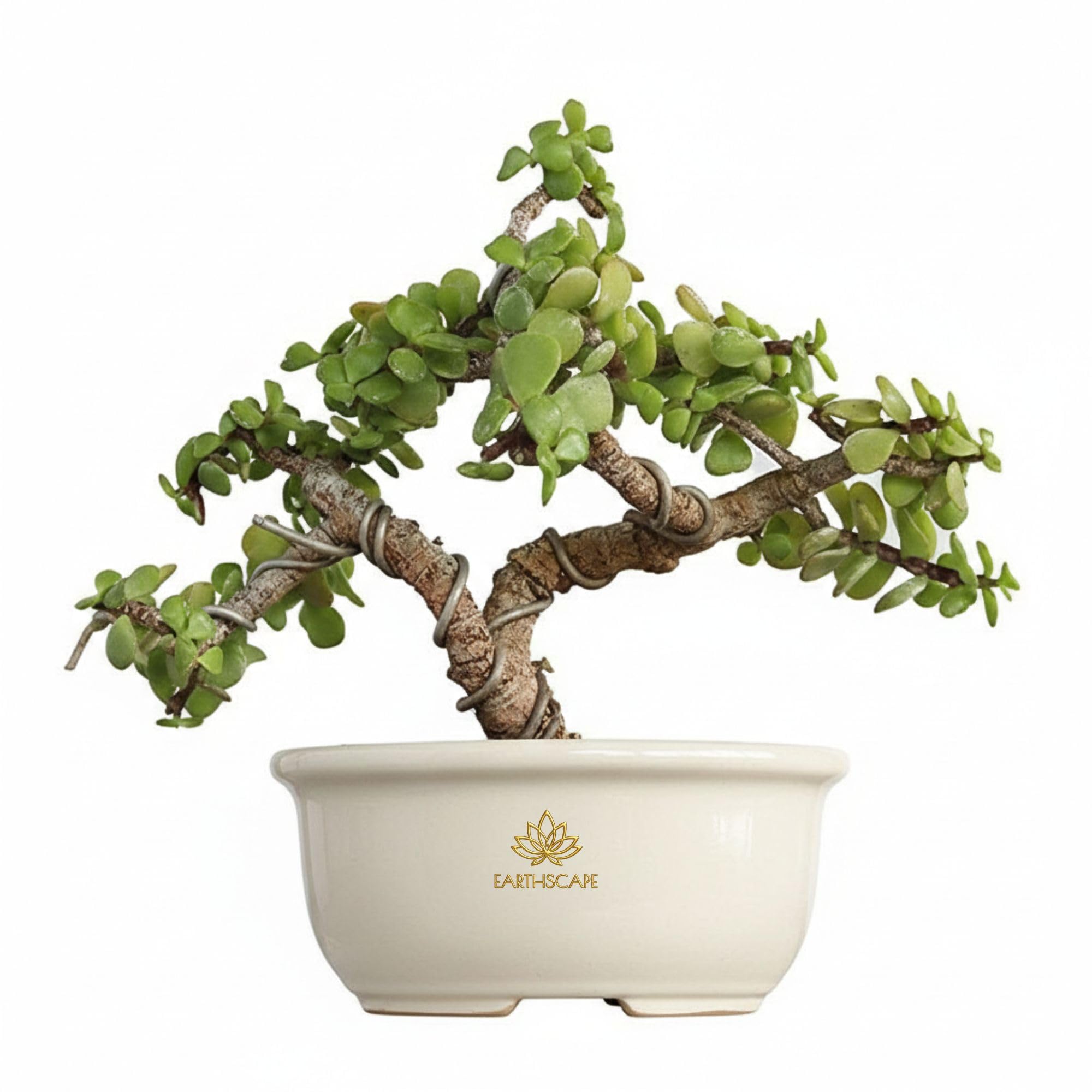盆栽 upyh0ccmpri31hhvmd08 EARTHSCAPE 6-Year-Old Jade Good Luck Bonsai Tree | Ficus